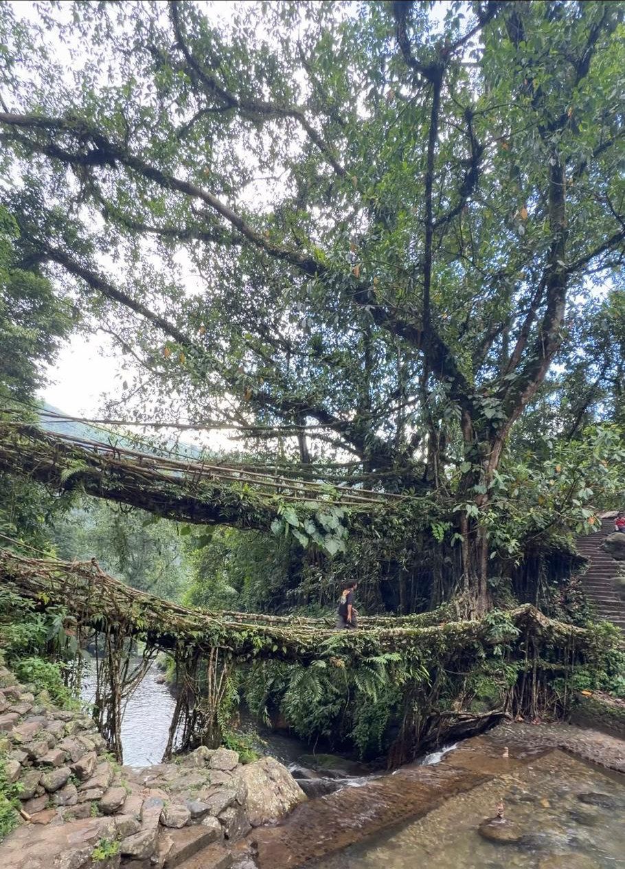 Root Bridges in Meghalaya
