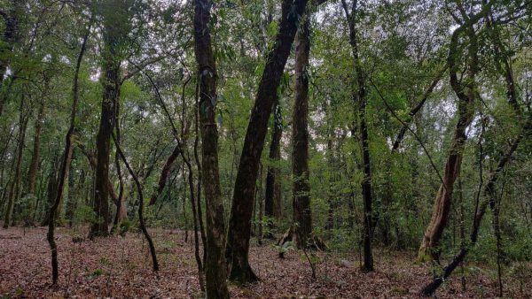Mawphlang Sacred Forest, East Khasi Hills, Meghalaya