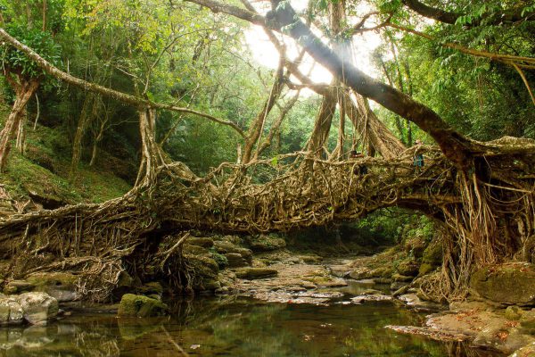 Riwai Living Root Bridge, East Khasi Hills, Meghalaya
